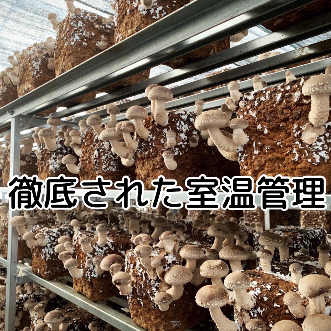 大容量】お得な生しいたけ1kg詰め合わせ 秀〜優 M/Lサイズ ｜ 野菜