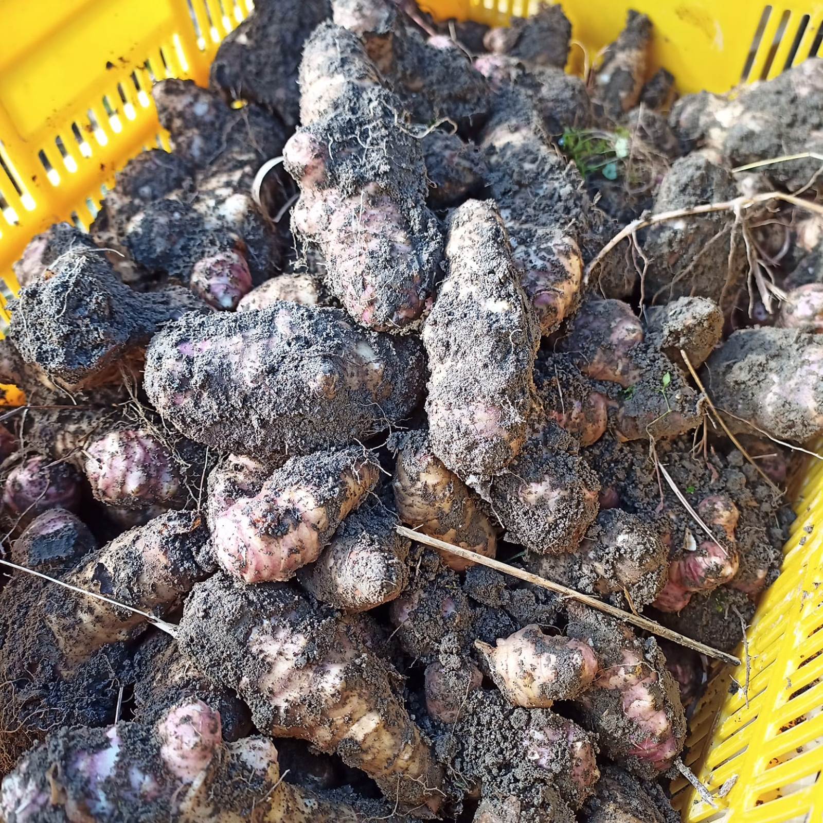 高知県産【土付き菊芋4kg】送料込 フランス種 紫菊芋 農薬化学肥料