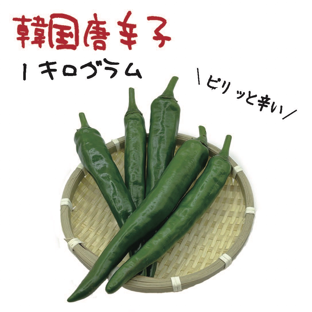 韓国唐辛子 約1kg 宮崎産 青唐辛子 フレッシュ 収穫後農園から直送