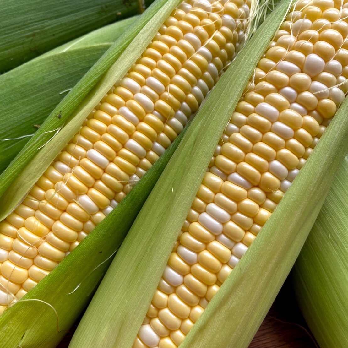 生で食べられるスイートコーン 生で食べられる！スイートコーン🌽 | 野菜/とうもろこし 産直