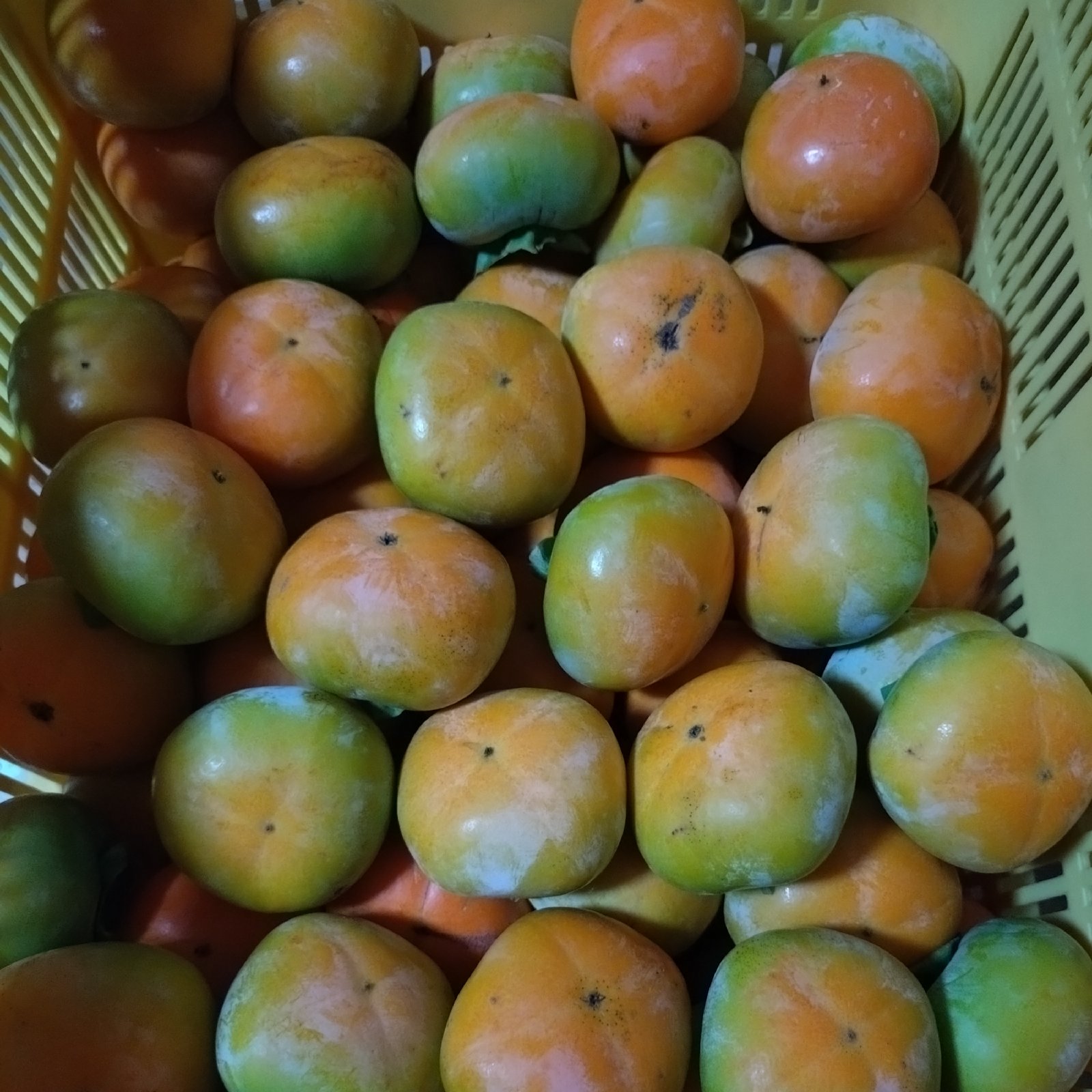 吉田屋のたねなし柿(中谷早生) 箱込み約2kg ｜ 果物/柿 産直アウル