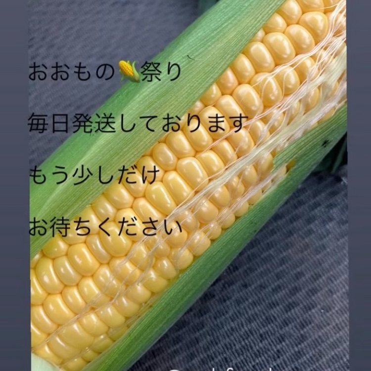 とうもろこし ハネ出し品10kg箱 茨城県よりお届け！ nouen_shimizu（茨城県・古河市）｜生産者詳細｜産直アウル