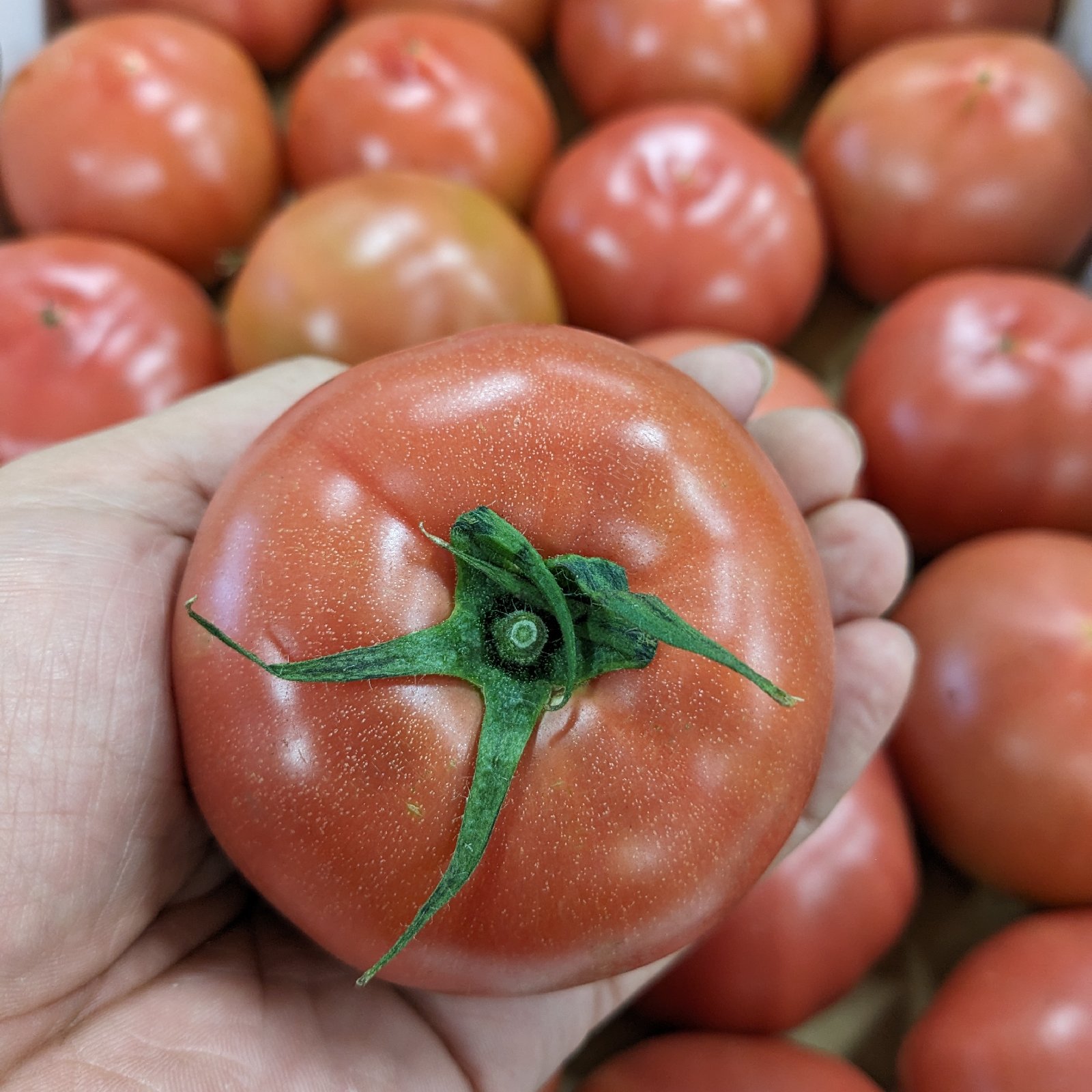 大玉トマト 1箱 18玉から20玉入 塩系トマト ｜ 野菜/トマト 産直 