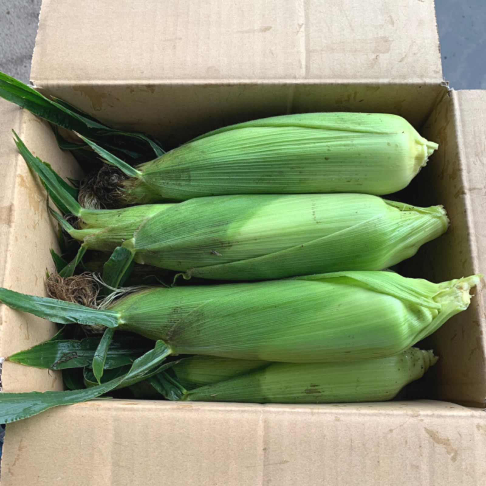 ✨朝採り、即発送✨ 北海道十勝産とうもろこし🌽スイートコーン