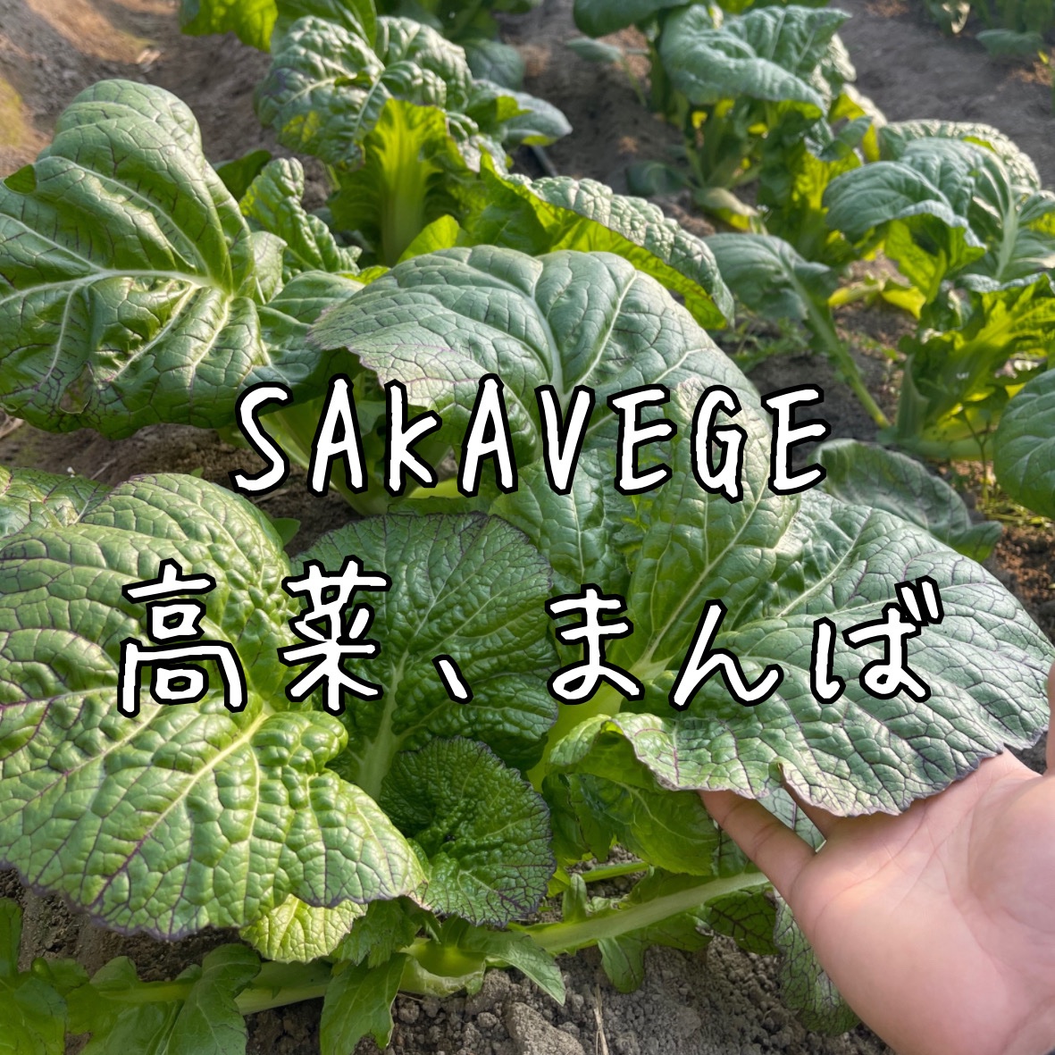 高菜 まんば SAKAVEGE | 野菜/葉物 産直アウル 農家から直接野菜などの