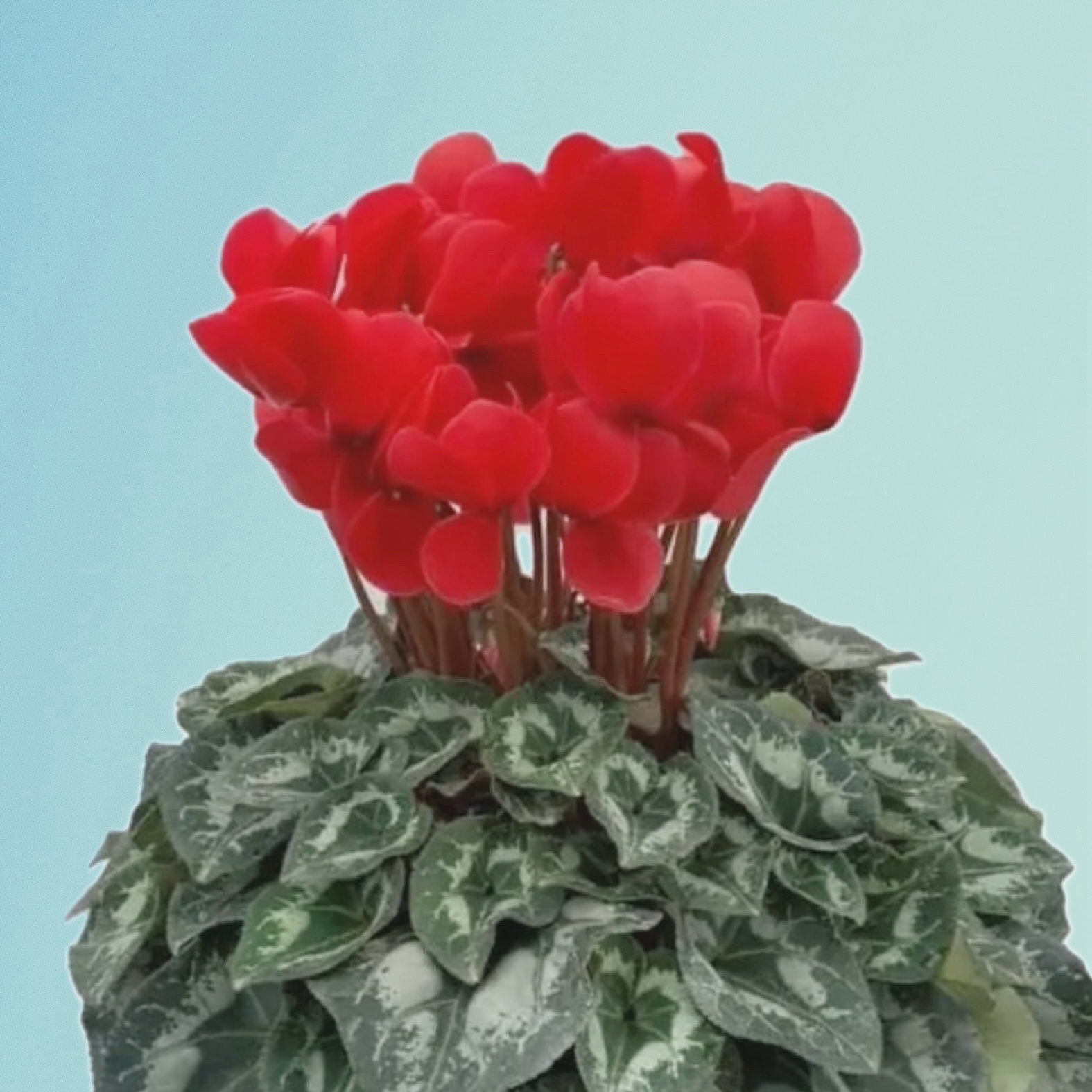 シクラメン6寸鉢 贈答用にも ｜ 花・植物/花・植物 産直アウル 農家