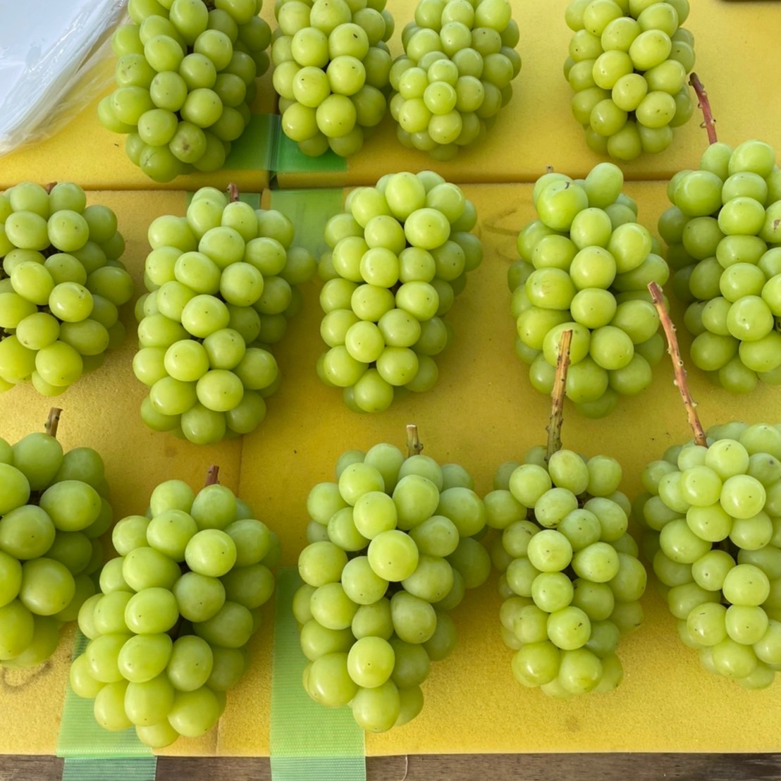 すぐ発送！樹上完熟シャインマスカット5キロ8-12房 家庭用訳あり