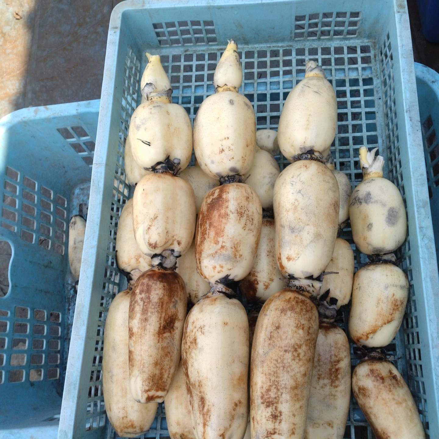 【9月発送予約】茨城県産 夏れんこん 2kg 1,000円✨企画外・家庭用」 夏 れんこん 2キロ ♯蓮根 ♯レンコン ｜ 野菜/蓮根 産直アウル 農家