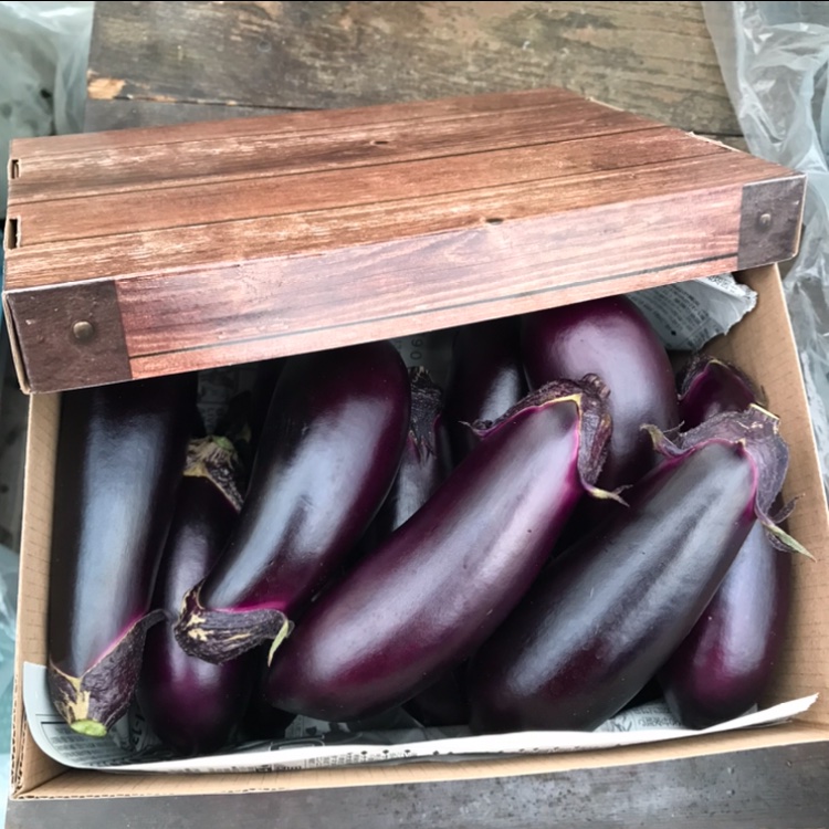 訳あり お多福野菜千両茄子 | 野菜/茄子 産直アウル 農家から直接野菜