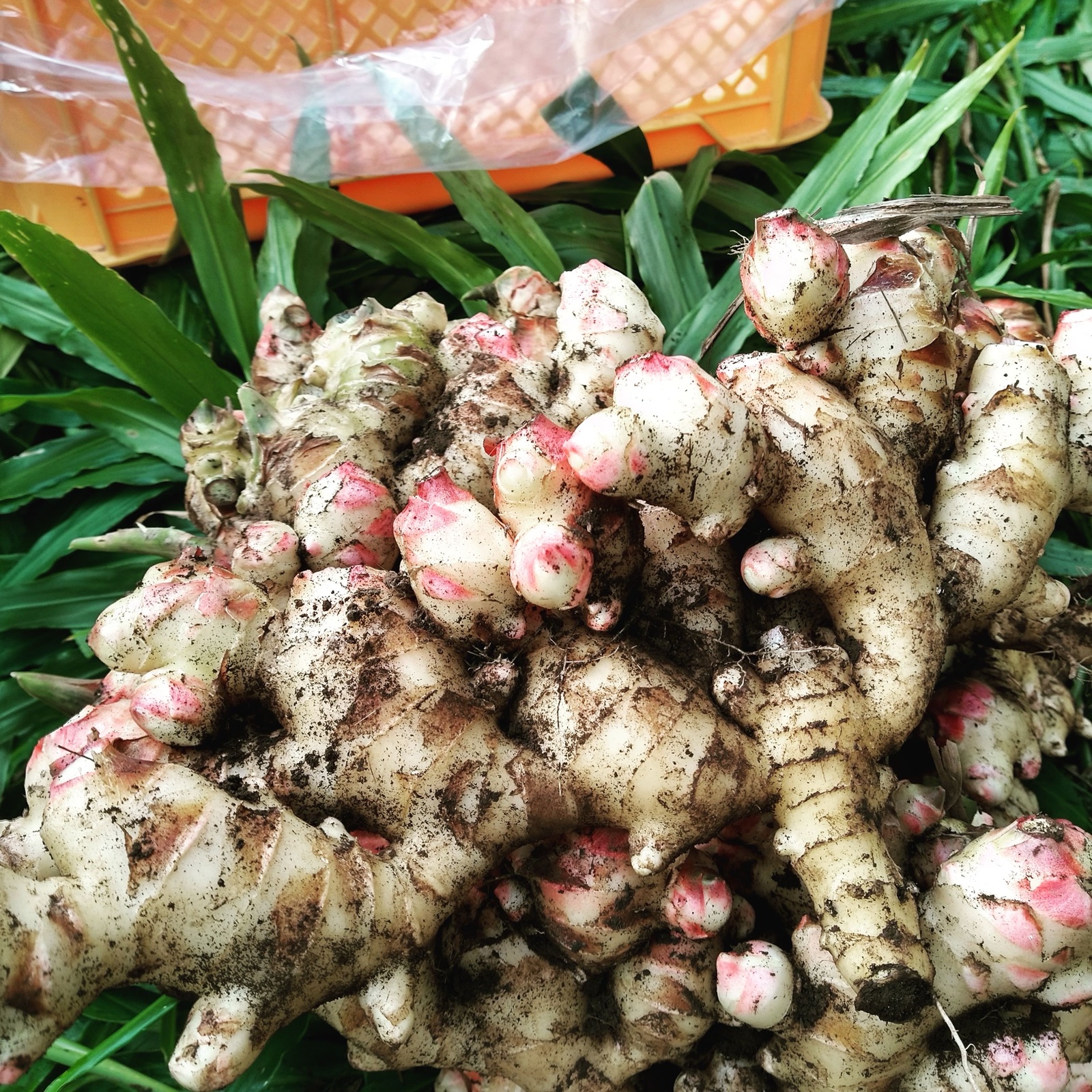 飲食店向け】ハナコの新生姜 10kg 【送料込み】 | 野菜/薬味 産直