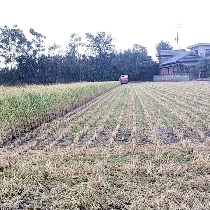 令和7年新米】淡路島産 コシヒカリ 10キロ ｜ 米・穀物/玄米 産直