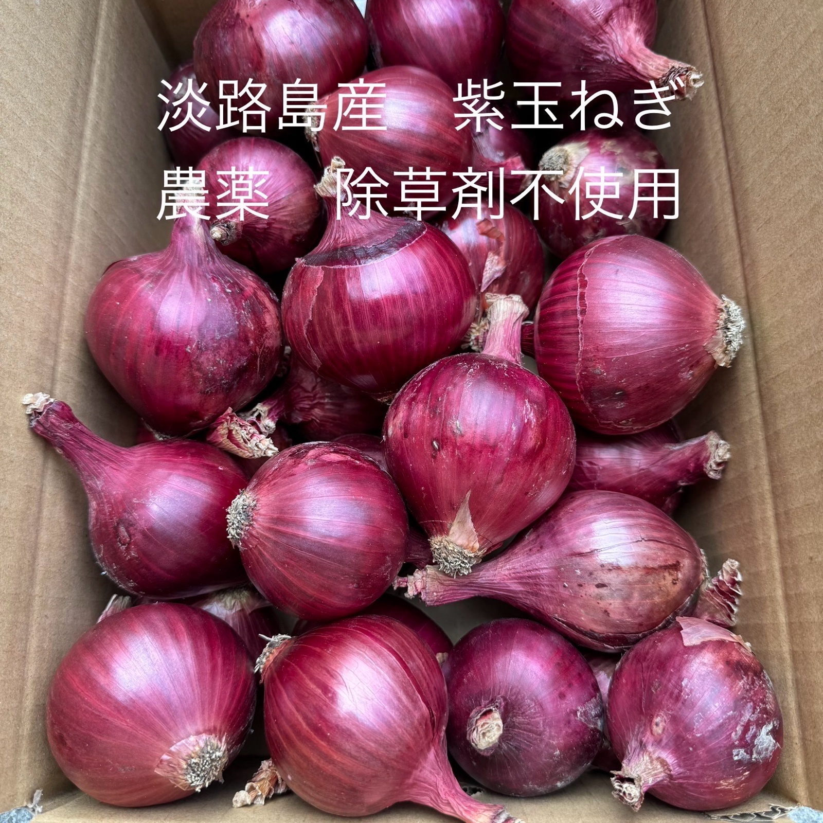 農薬・除草剤不使用！淡路島紫玉ねぎ(赤玉ねぎ)10kg | 野菜/玉ねぎ