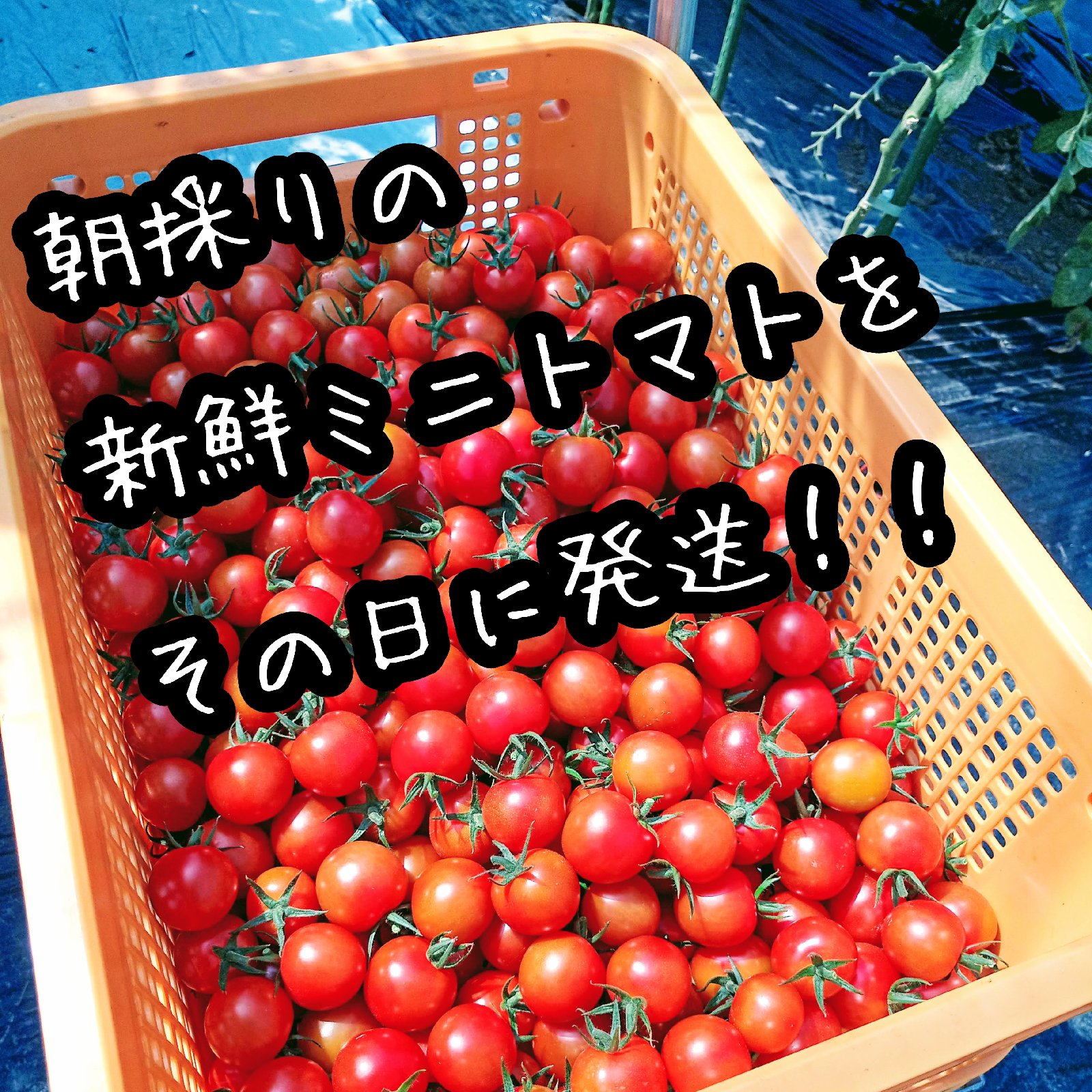数量限定】訳ありだけど味よし 新鮮 ミニトマト 1kg セット ｜ 野菜