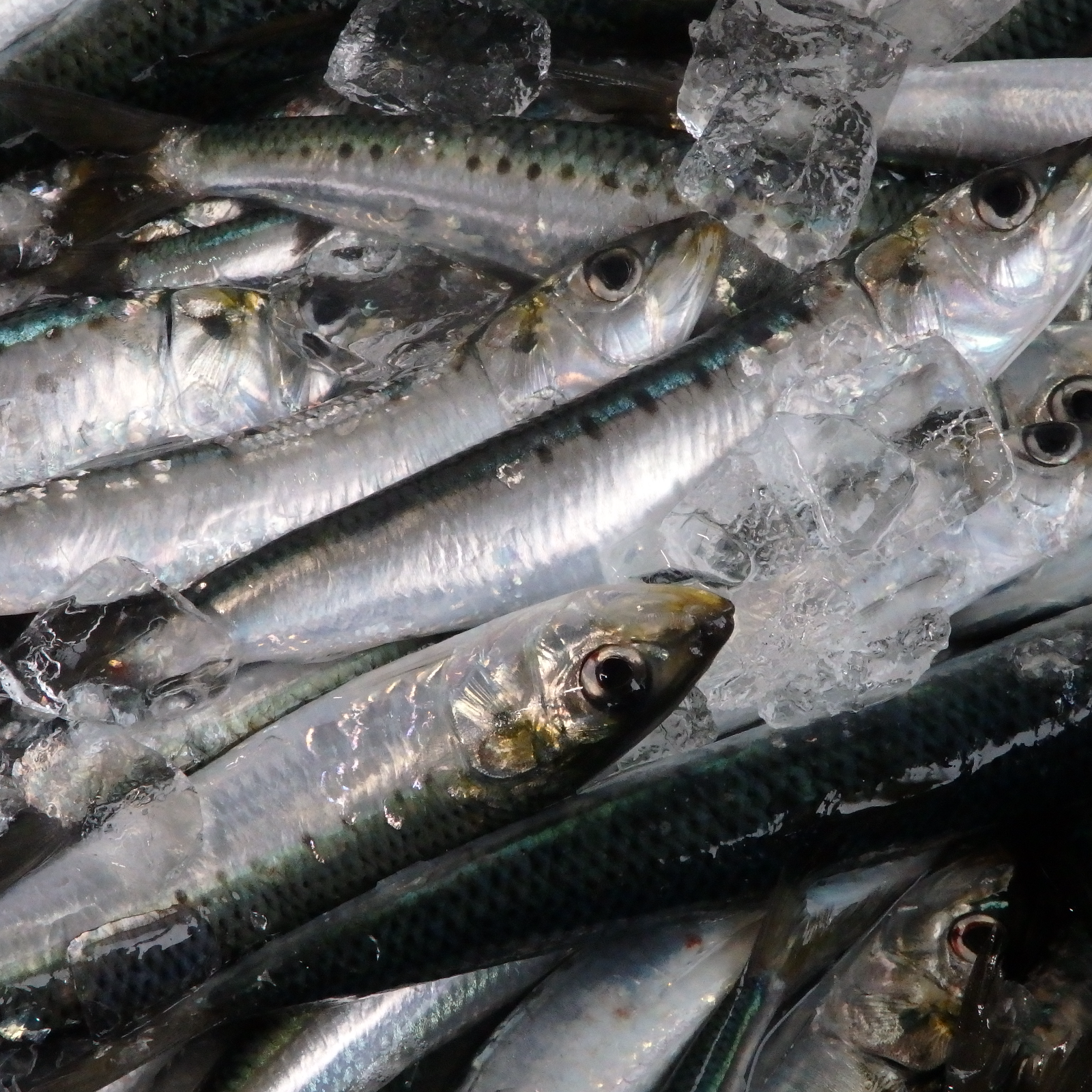 真いわし冷凍(食用、餌用)10kg | 魚介類/その他魚介 産直アウル