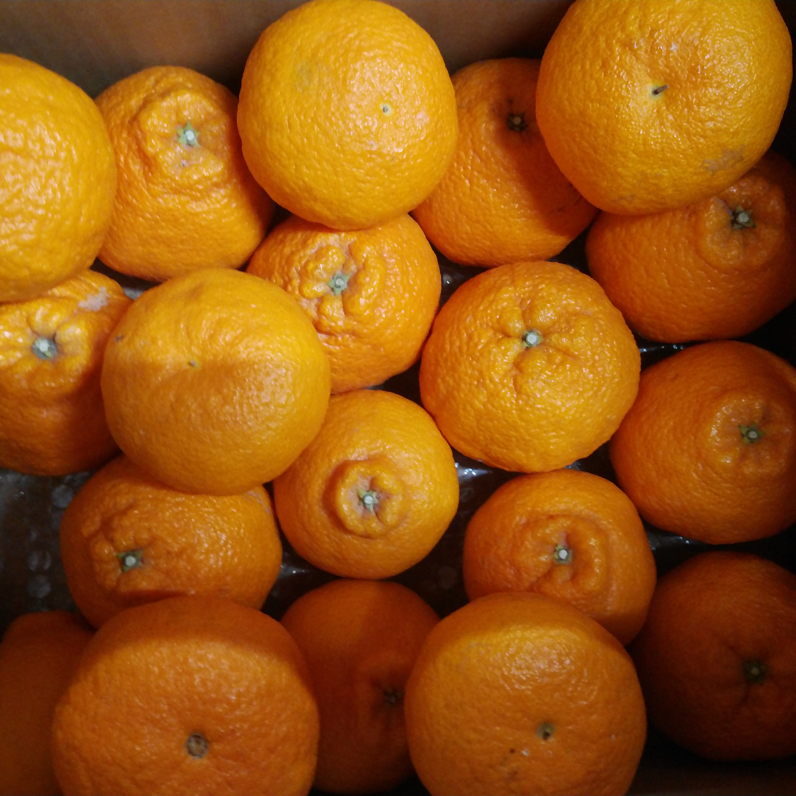 cocoa様専用はるか18kg.不知火2kg 【公式通販】