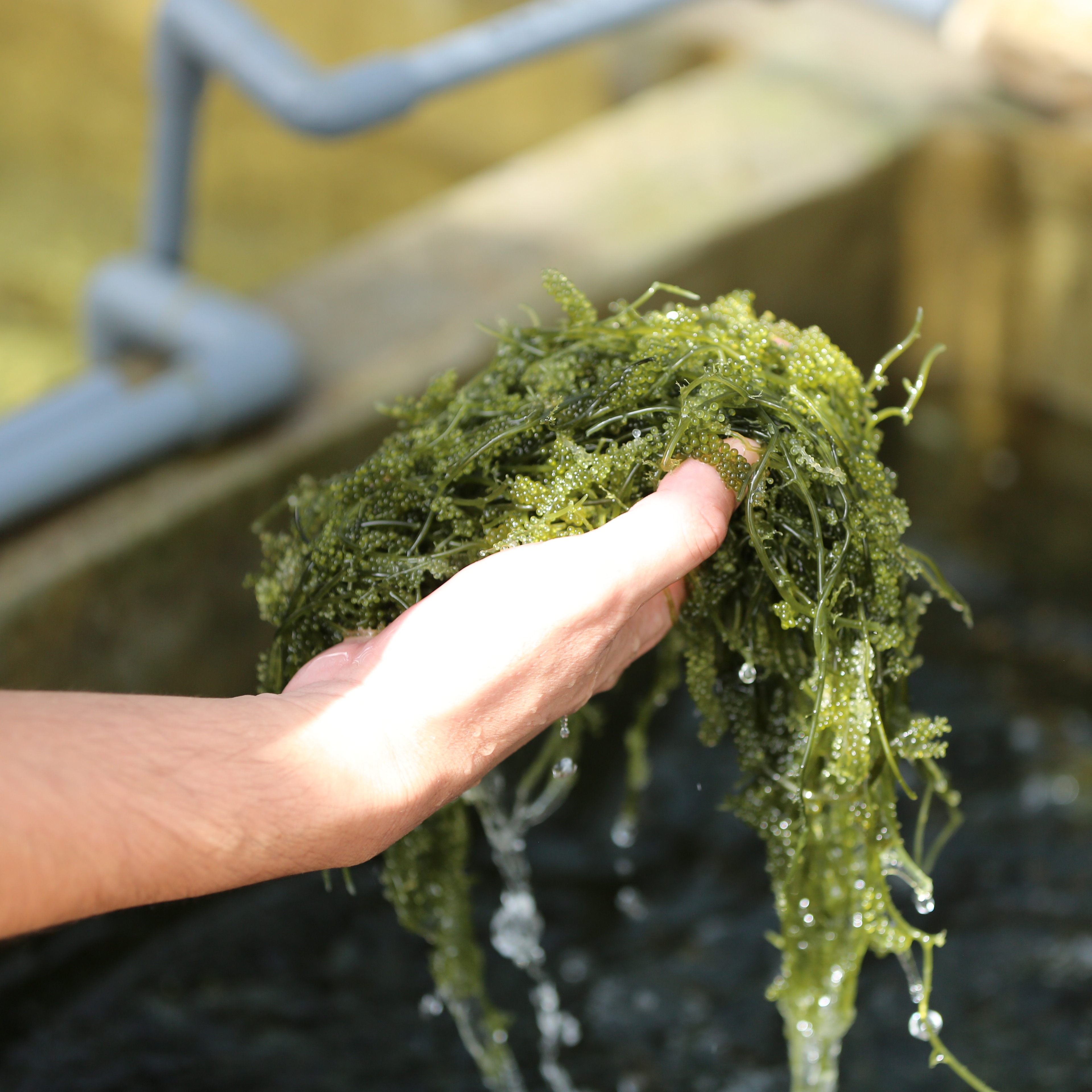 宮古島産朝採れ海ぶどう【茎付き】：500g タレ付き | 魚介類/海藻 産直アウル 農家から直接野菜などの食材を購入できる産地直送の宅配通販サイト