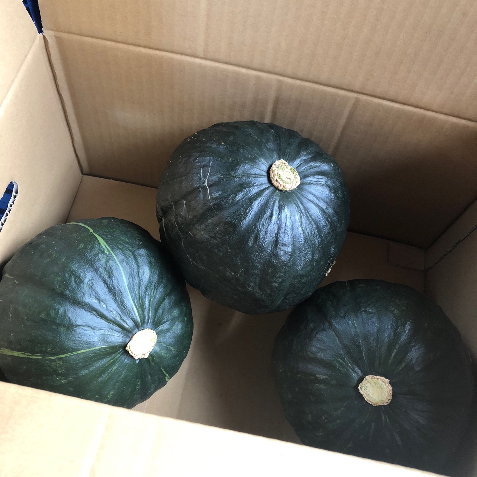 三浦産！九重栗カボチャ3個セット ｜ 野菜/かぼちゃ 産直アウル 農家