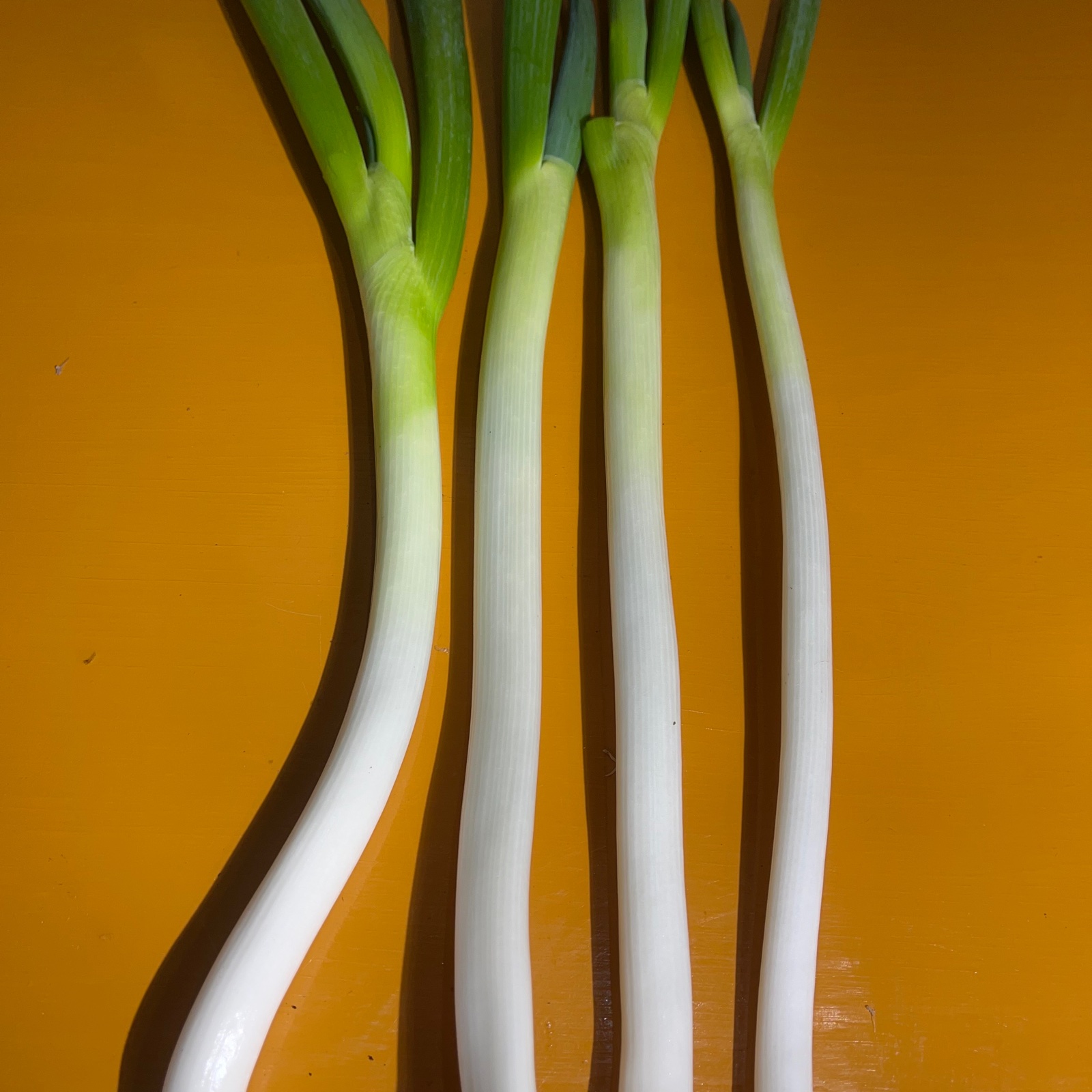 白ネギ（長ネギ）　※規格外 規格外】 長ネギ 太さいろいろ 5㎏ | 野菜/ねぎ 産直アウル 農家から