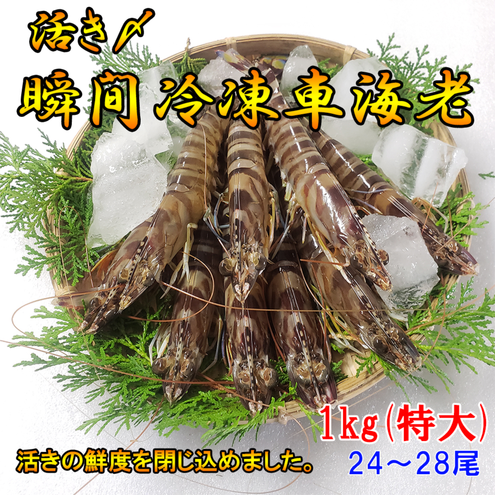 一級品厳選】 瞬間冷凍 車海老 1kg (大サイズ厳選)(24~28尾) 熊本県産
