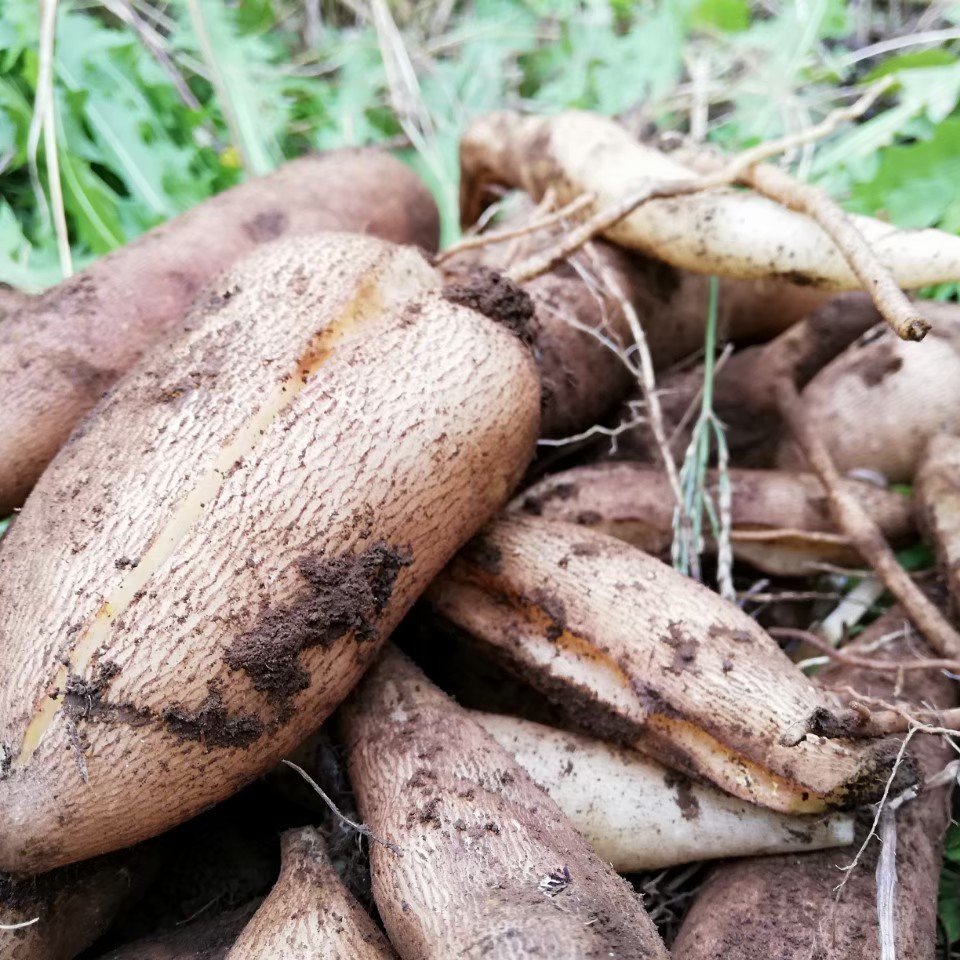 終了間近 自然栽培ヤーコン 訳あり品混合3 野菜 その他野菜 産直アウル Owl 農家から直接野菜などの食材を購入できる産地直送の宅配通販サイト