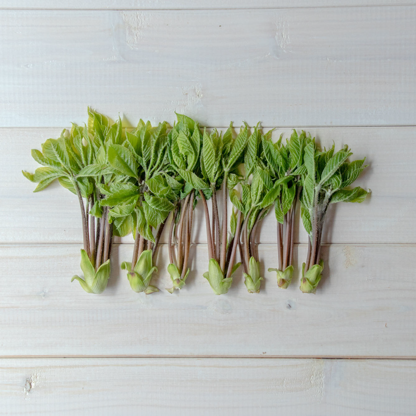 山菜の女王 採れたて天然コシアブラ 約150g ＋オマケ1種 ｜ 野菜/山菜