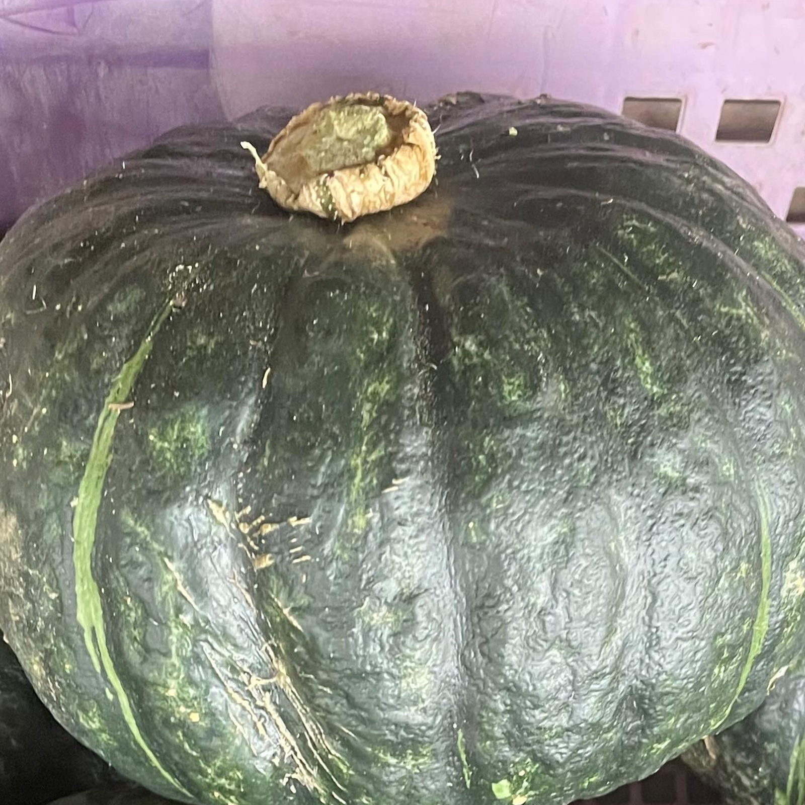 完熟かぼちゃ「九重栗」 ｜ 野菜/かぼちゃ 産直アウル 農家・漁師など