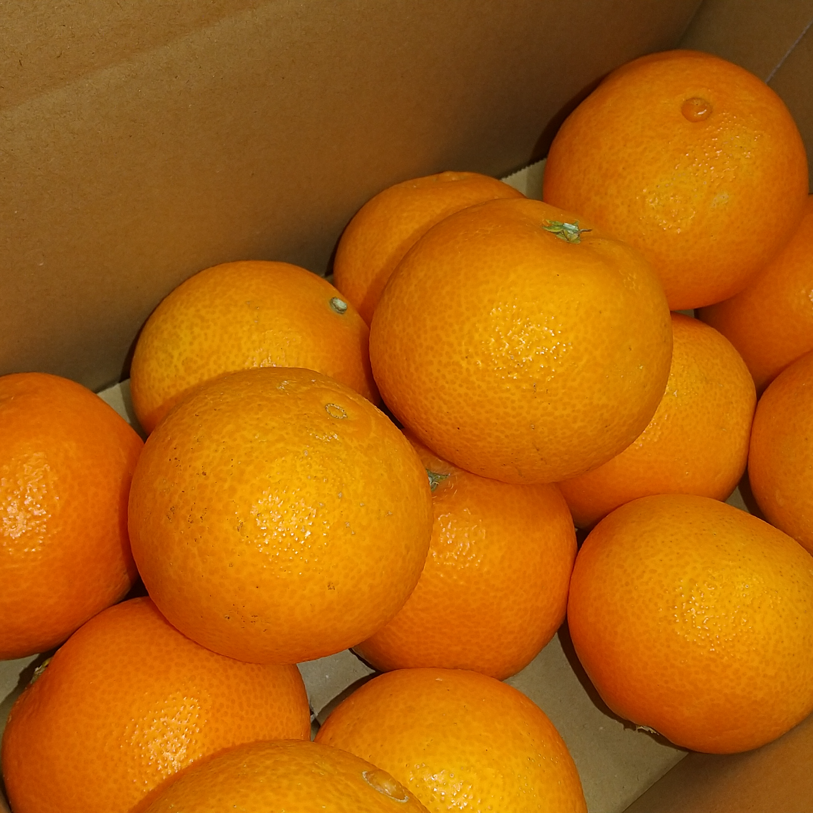 ちょっと小丸 まどんな8玉（風袋込み約1.5kg） | 果物/オレンジ