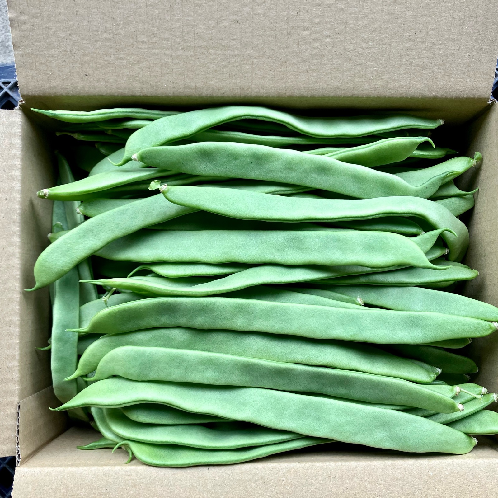 インゲンの産地直送食材一覧（通販・お取り寄せ）-産直アウル