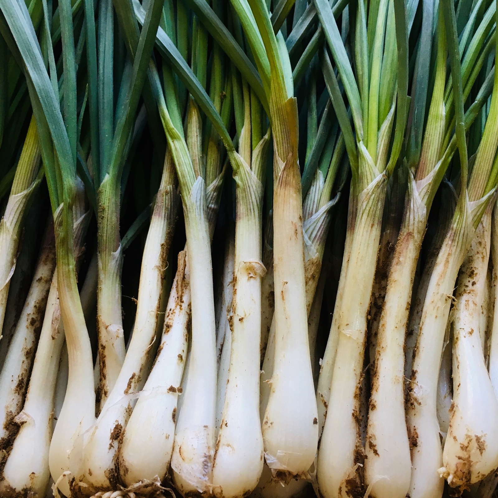 鹿児島県産　土付きらっきょう　約10キロ　m トカラ列島特産 潮風 島らっきょう（土つき5kg） | 野菜/薬味 産直