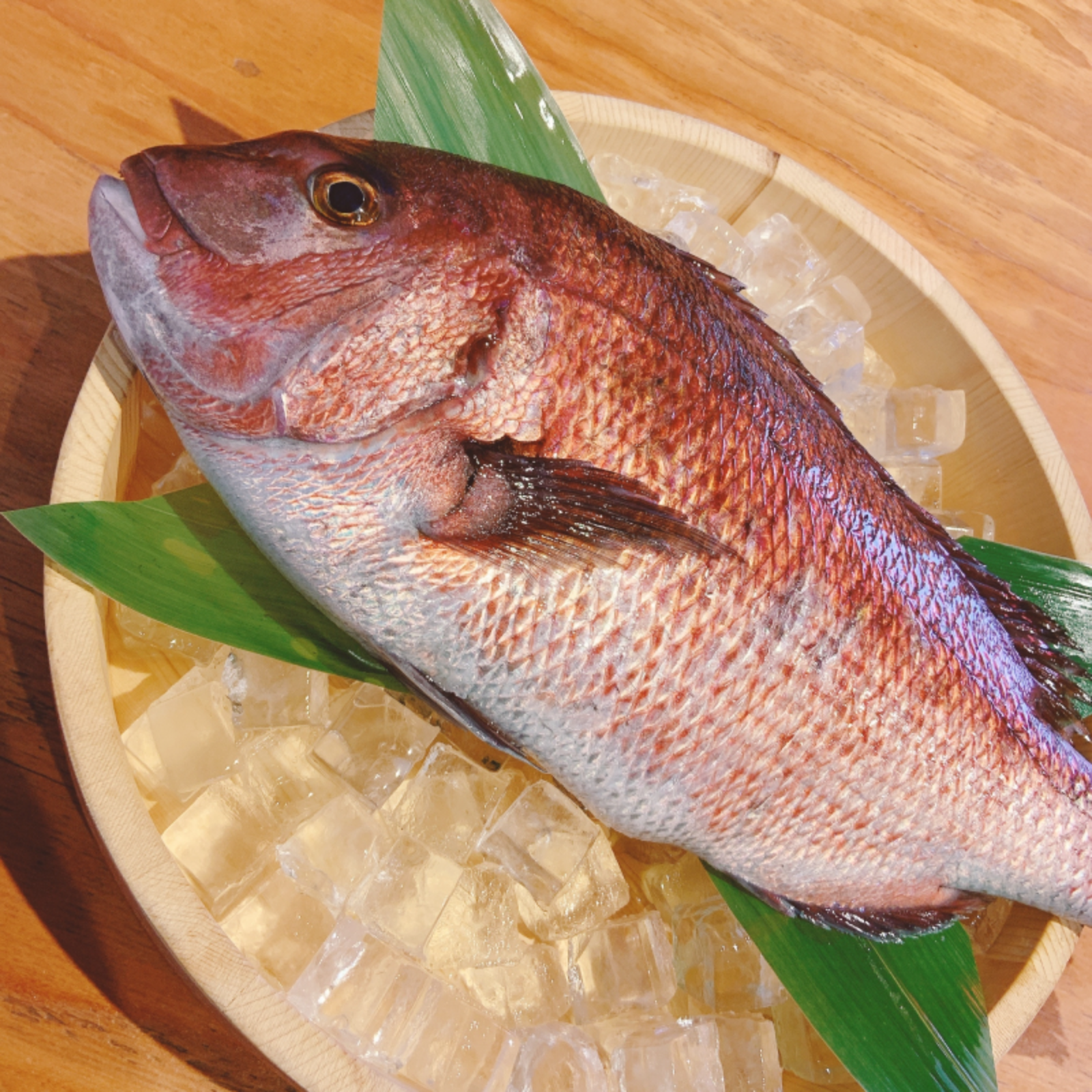 静岡産の活〆マダイ2尾(合計約3キロ) お食い初め・塩釜焼きに【冷蔵 