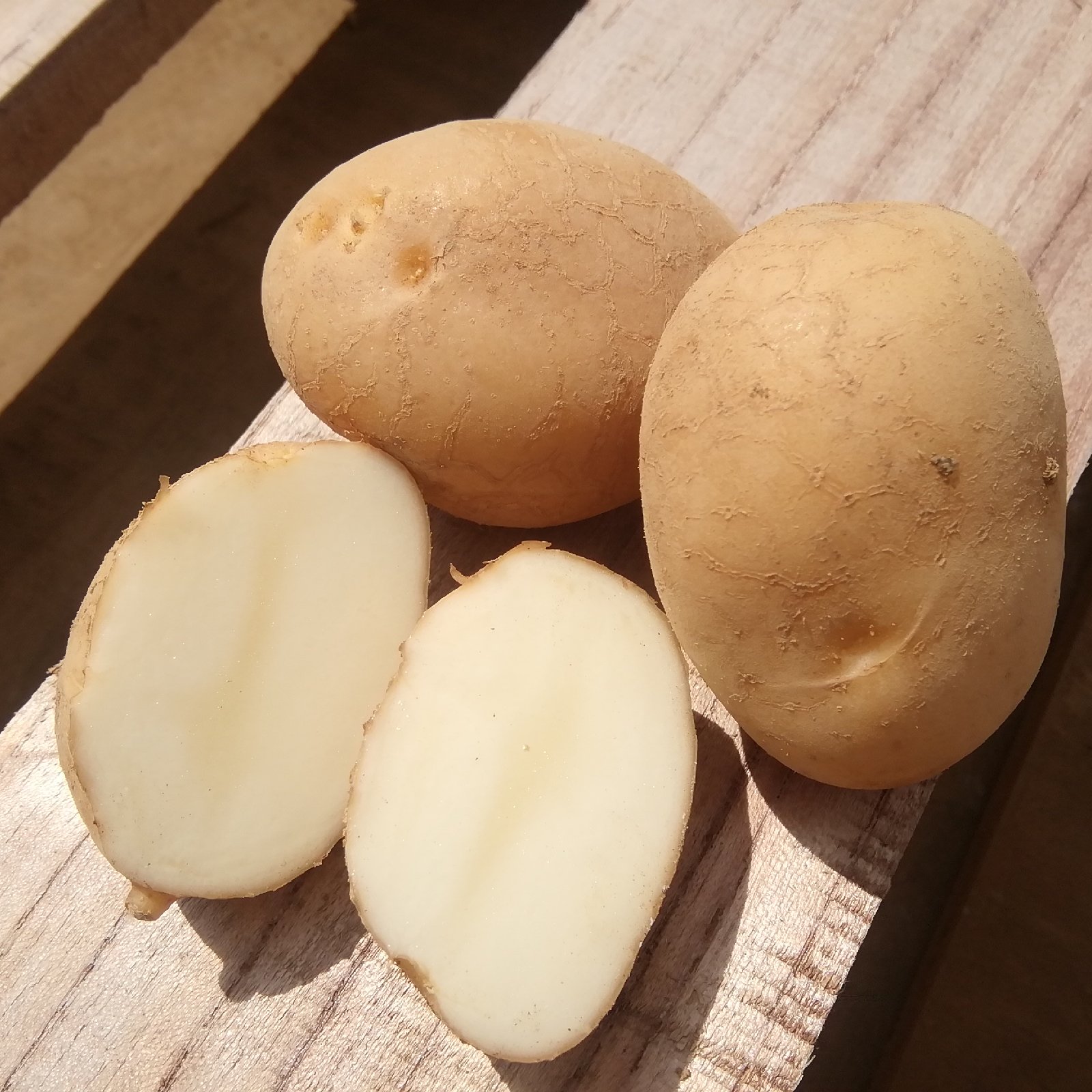 訳あり】茨城県産 小粒じゃがいも(トヨシロ)箱込み9kg+おまけ1kg