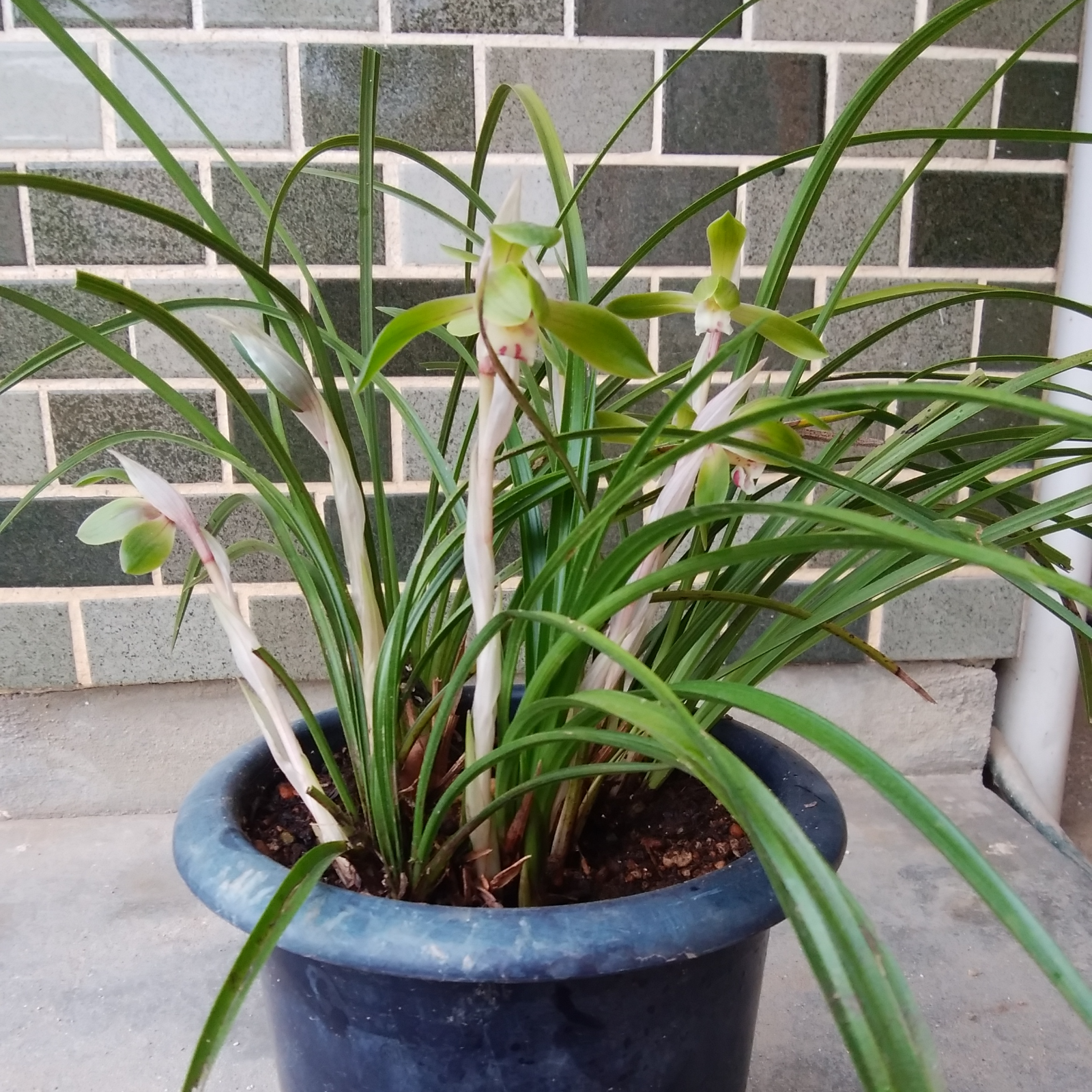 春蘭 ｜ 花・植物/花・植物 産直アウル 農家・漁師など生産者から直接 