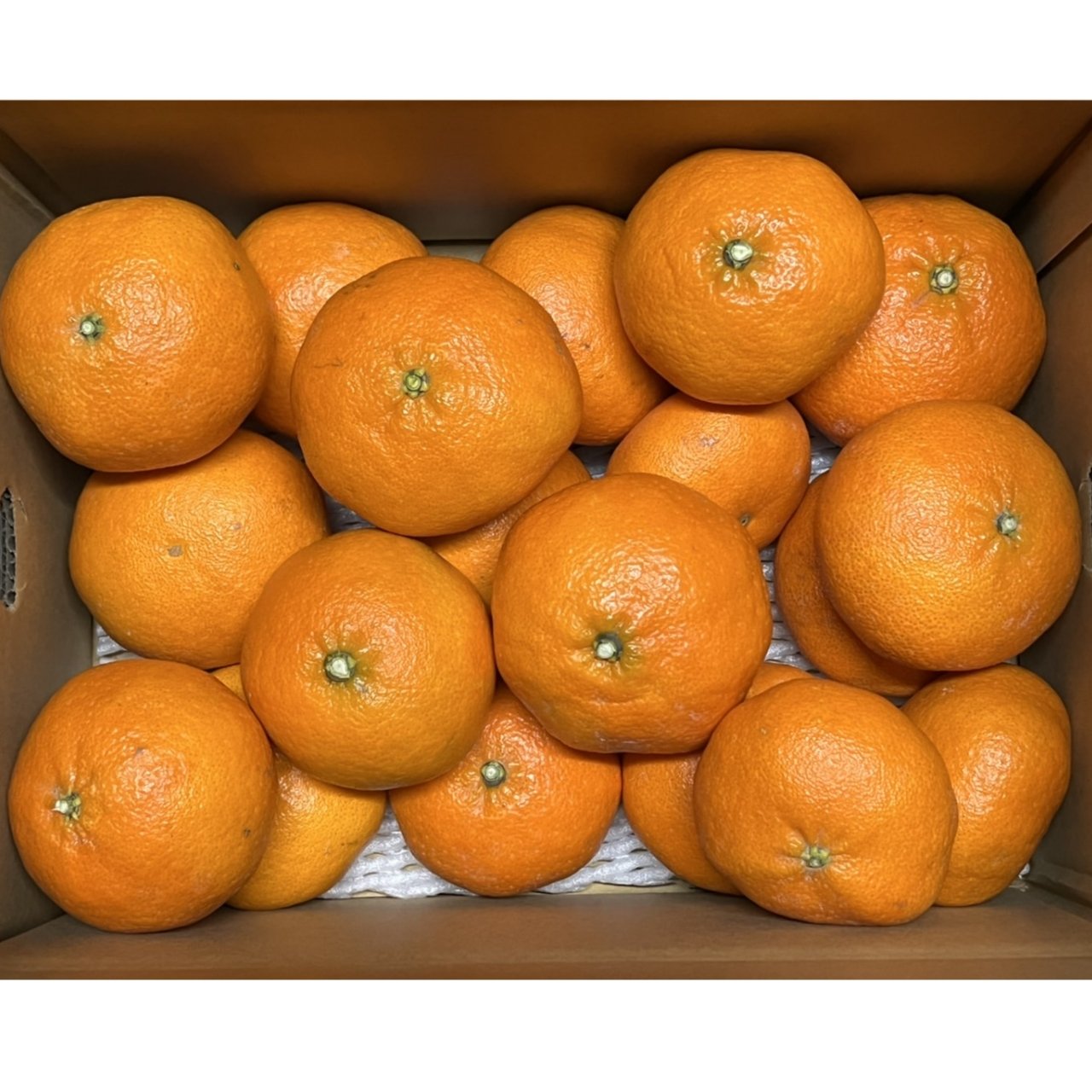 さー　甘平　家庭用　10kg 楽天市場】甘平 10kgの通販