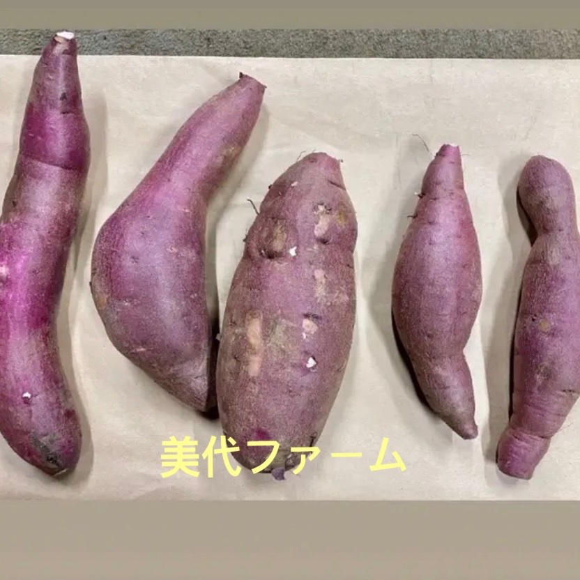 箱込み約10キロ×2。20キロ麗紅農家直送大きな傷汚れあり大~小。 長崎県より産地直送 JA長崎せいひ 麗紅 (れいこう) 3LからLサイズ 優品