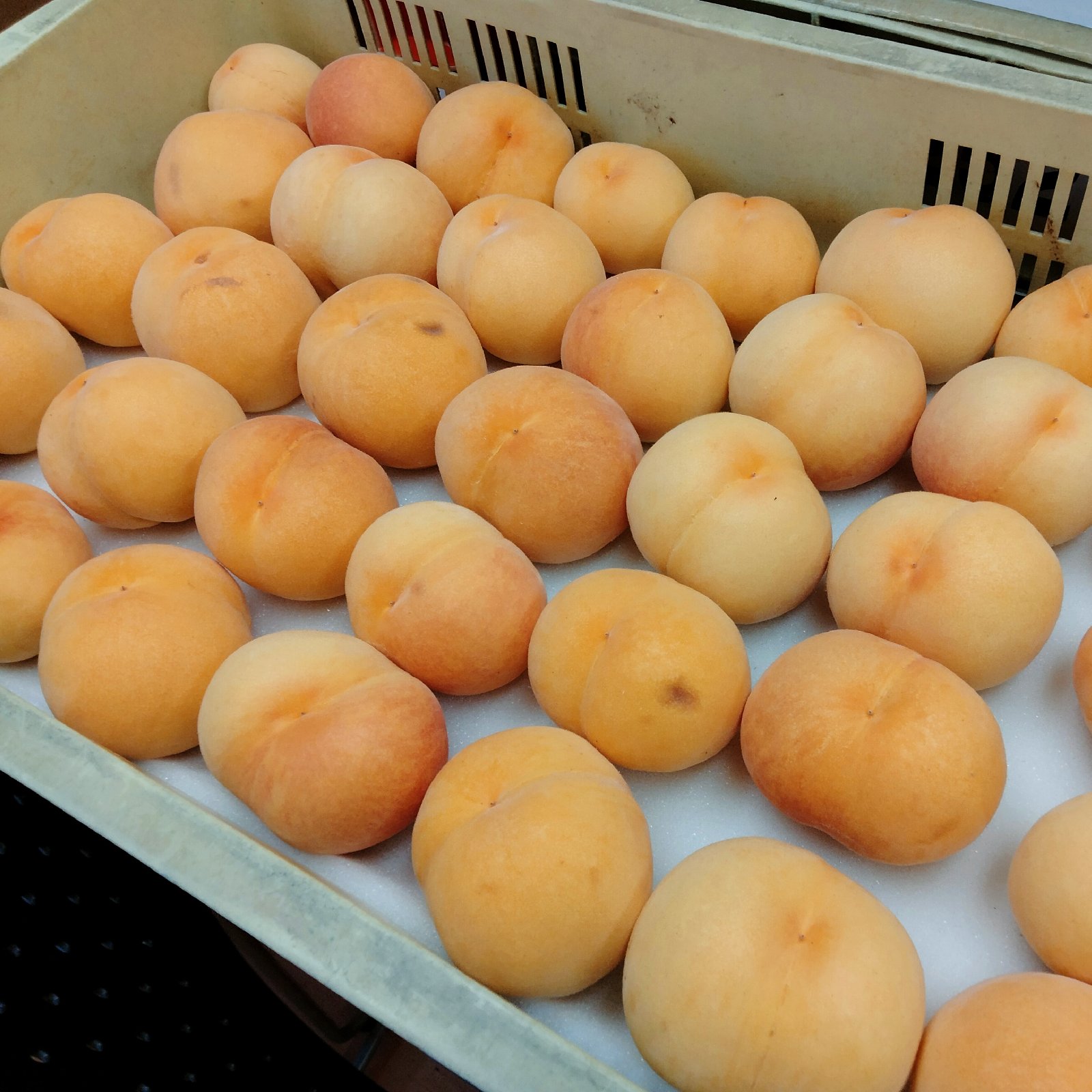 訳ありはね桃！黄金桃2kg ｜ 果物/もも 産直アウル 農家・漁師など生産