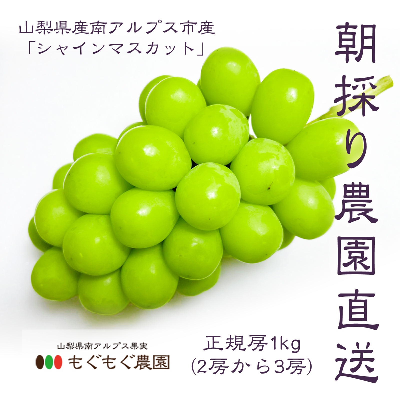 山梨県産】シャインマスカット(種無し)1kg（2房から3房） ｜ 果物