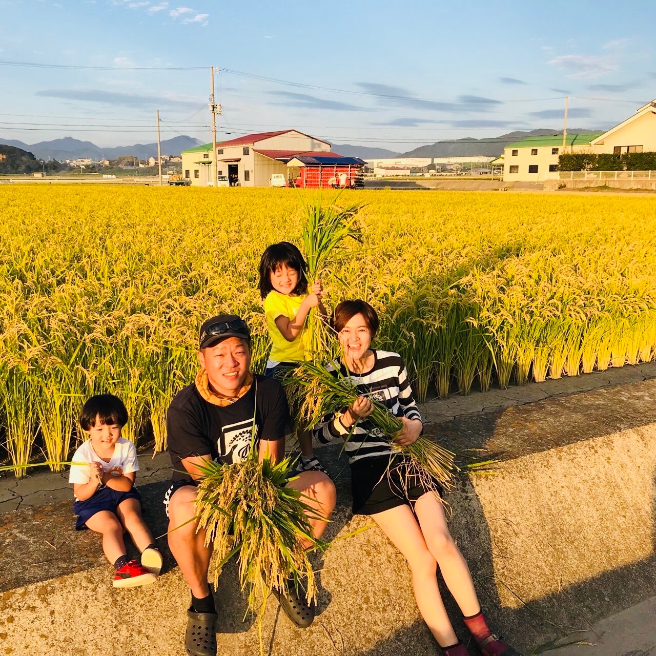 新米令和7年 淡路島産 キヌヒカリ 100% 5キロ ｜ 米・穀物/米/精米
