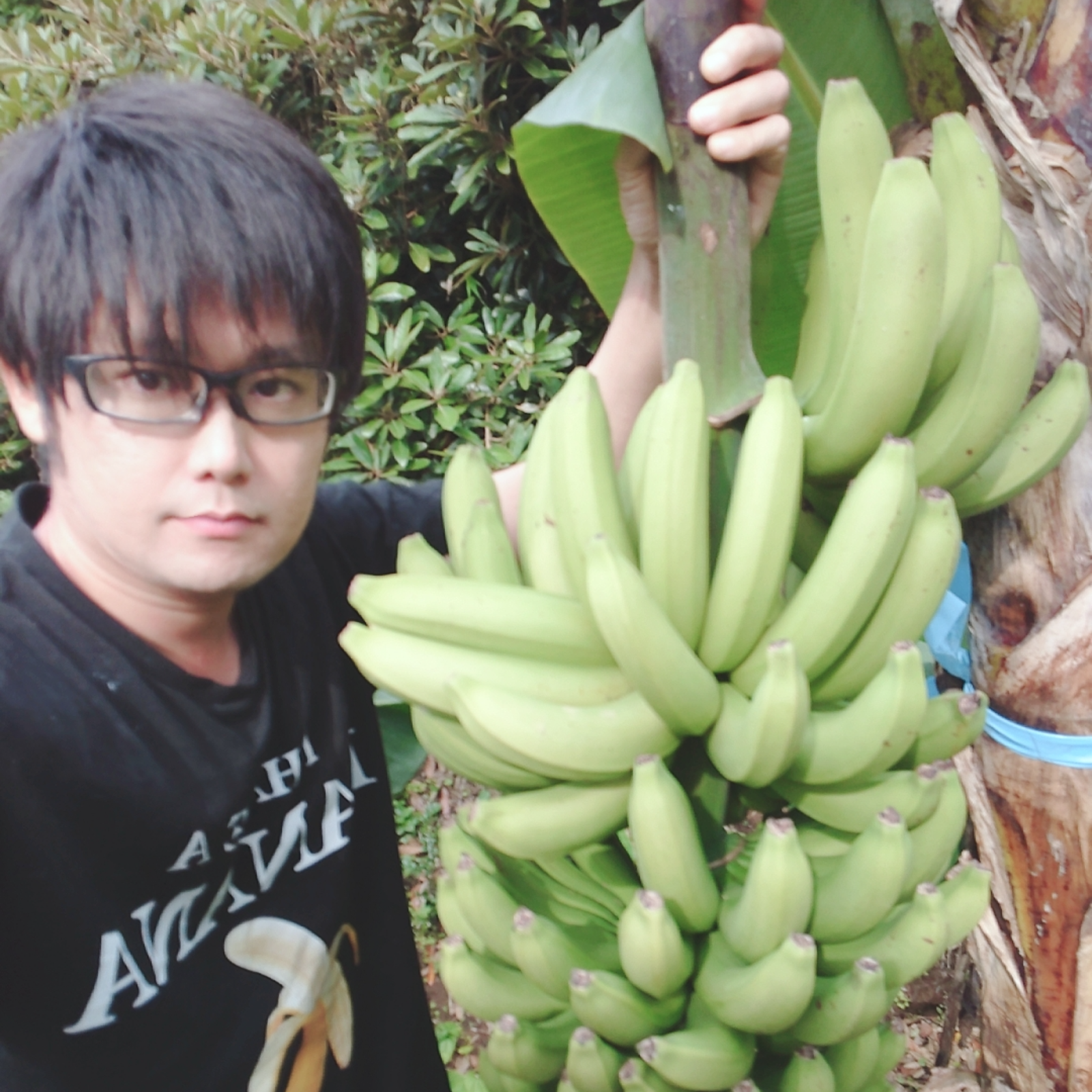 農薬・化学肥料不使用】幻の品種！グロスミシェル！国産バナナ 特選1.8