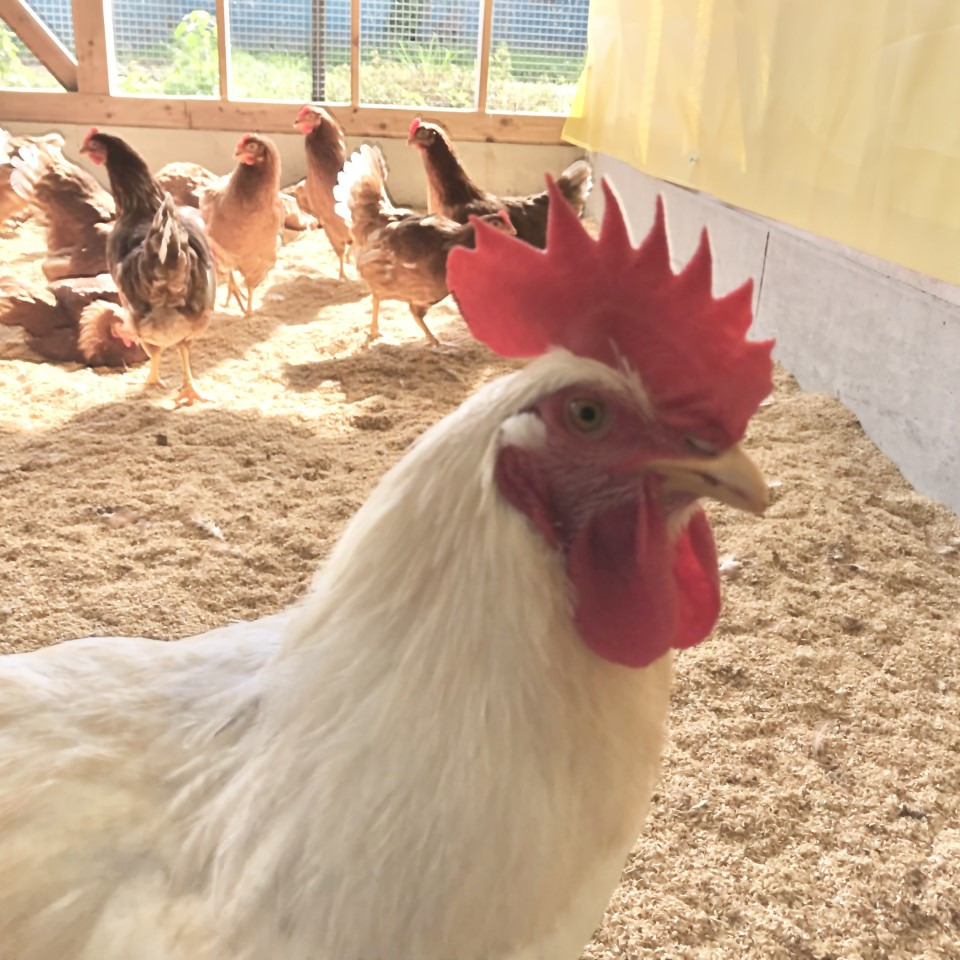 平飼い卵　頑張る母様　１００個 平飼い有精卵100個 | 平飼い有精卵 | 小林農園オンラインショップ