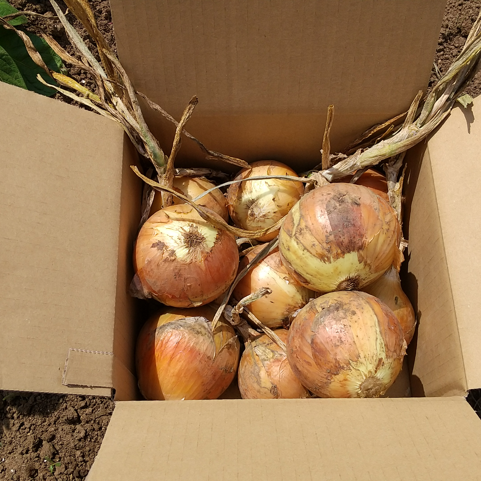 自然栽培】農薬ゼロ、肥料ゼロで育てたタマネギ中サイズ2㎏ ｜ 野菜