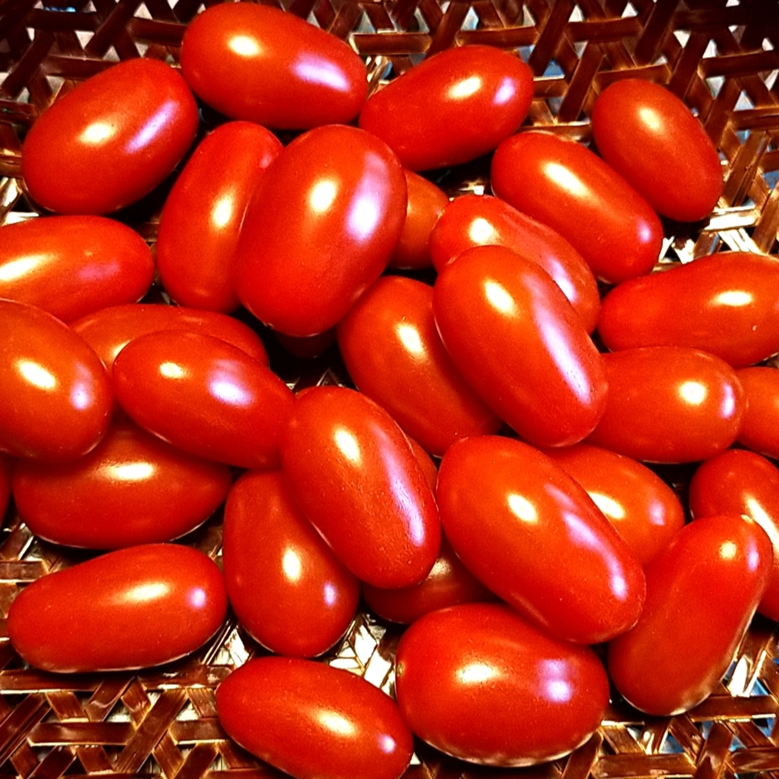 ☆北海道のロッソナポリタン☆旨味あふれる化学農薬不使用ミニトマト