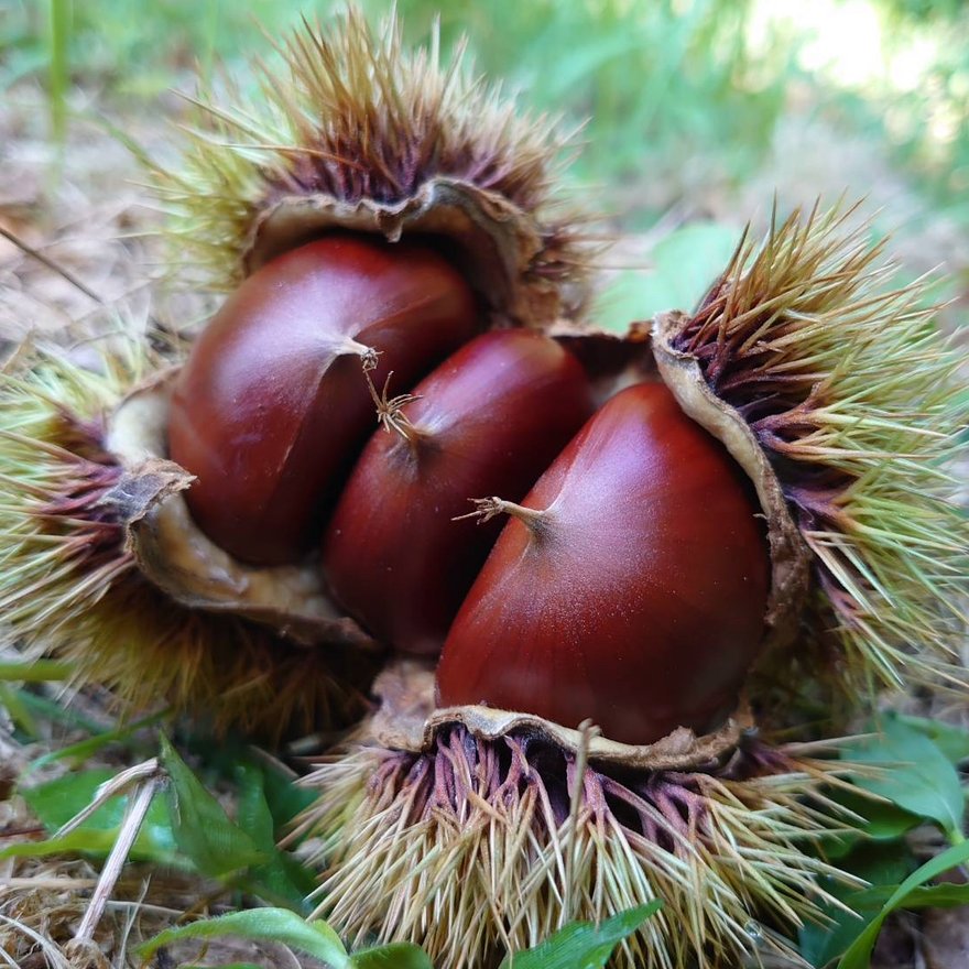 熟成冷凍むき栗600g(300g×2) | 果物/栗 産直アウル 農家から直接