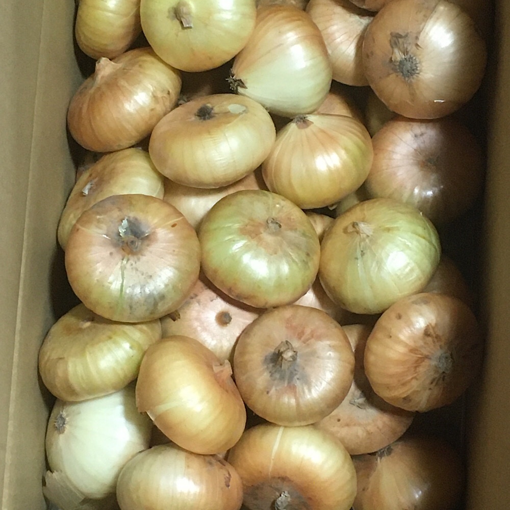 【早生】玉ねぎ苗▼貝塚早生1000本 早生】玉ねぎ苗▽貝塚早生1000本 タマネギ 貝塚早生｜種（タネ）,球根