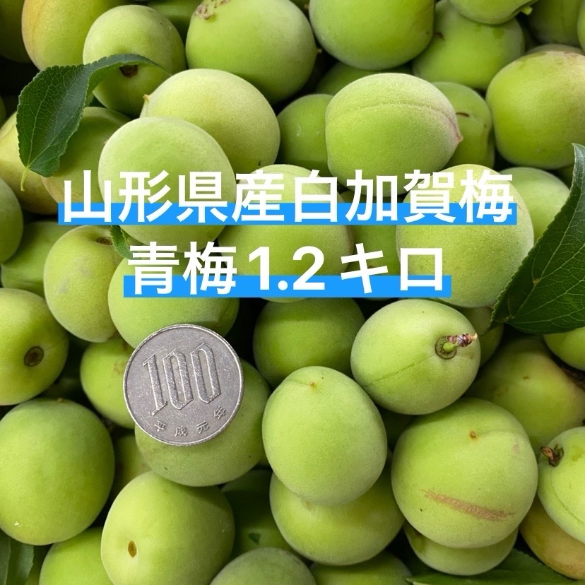 青梅 白加賀 1 山形県産青梅♡白加賀梅♡1.2キロお試しサイズ♡ ｜ 果物/青梅 産直