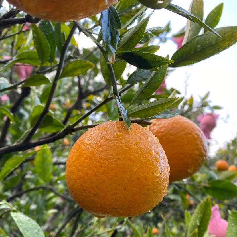 家庭用】屋久島たんかん10kg | 果物/オレンジ・その他みかん 産直