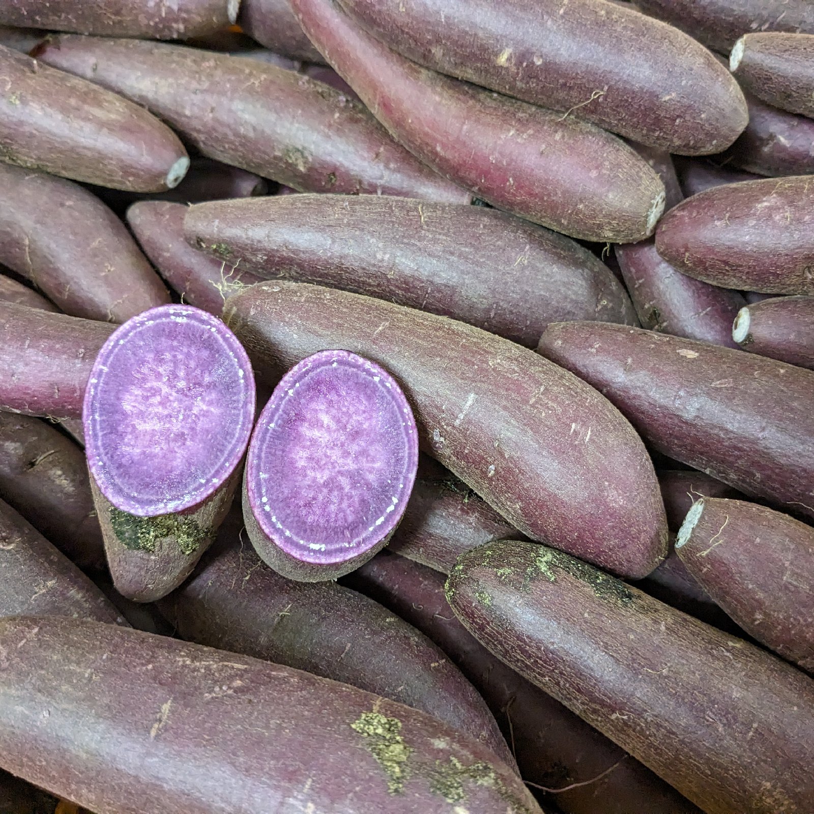 熟成 ふくむらさき 約10キロ サイズバラバラ 福紫 さつまいも 芋