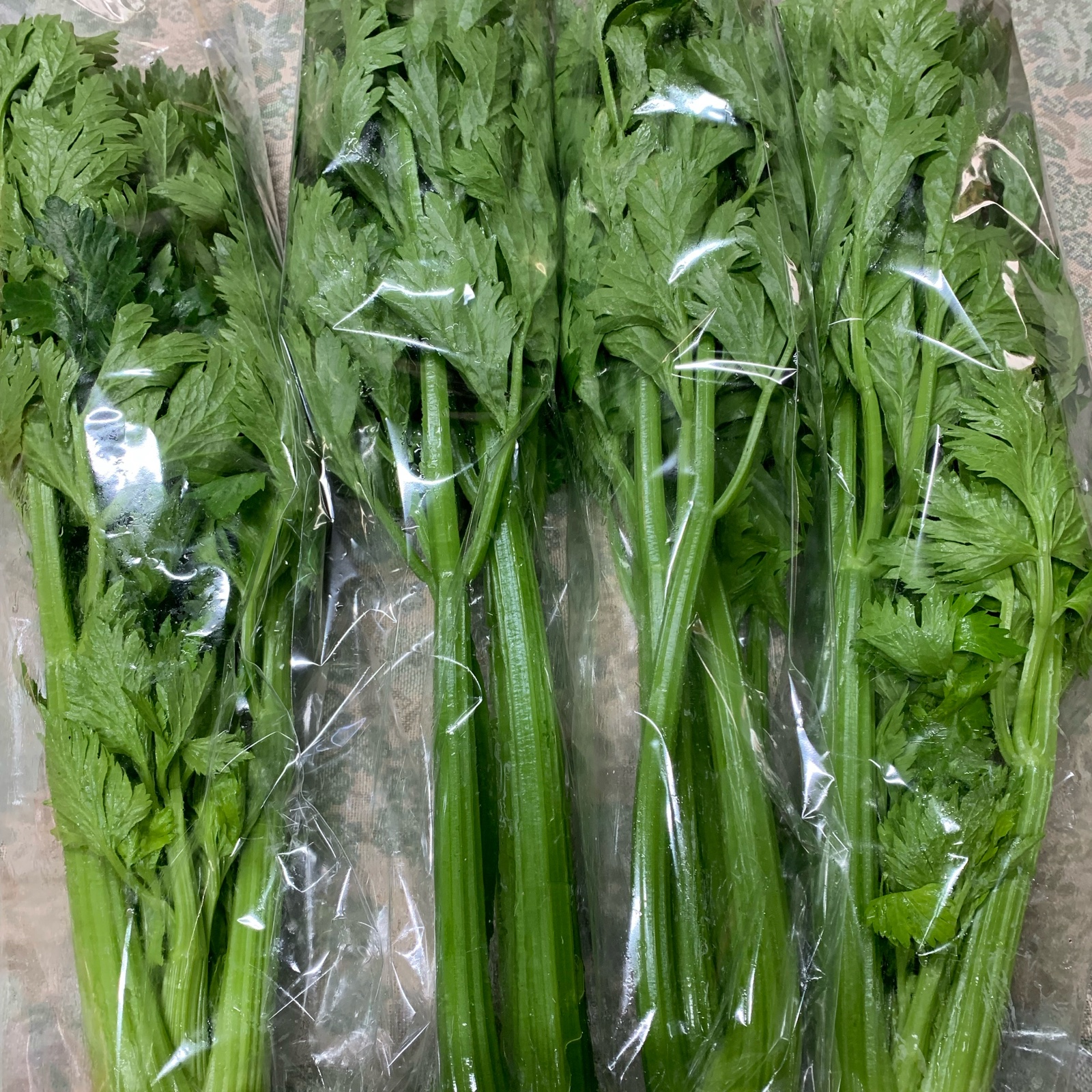 セロリさん専用 ちょっと小ぶりなセロリ500g～600gのセロリ2株入りです ｜ 野菜