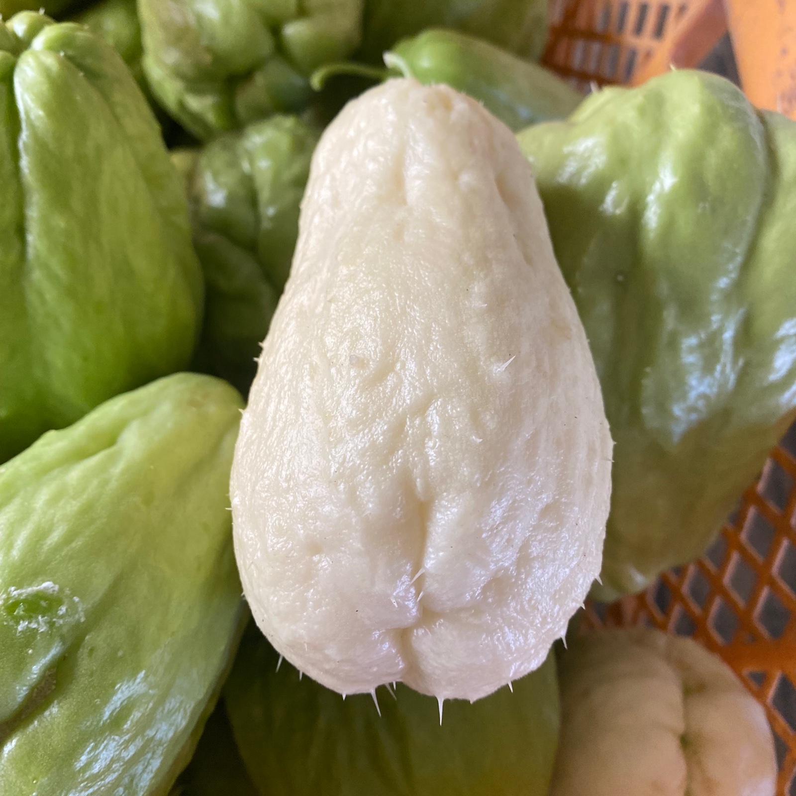 漬け物用】はやとうり 約3kg | 野菜/その他野菜 産直アウル 農家から