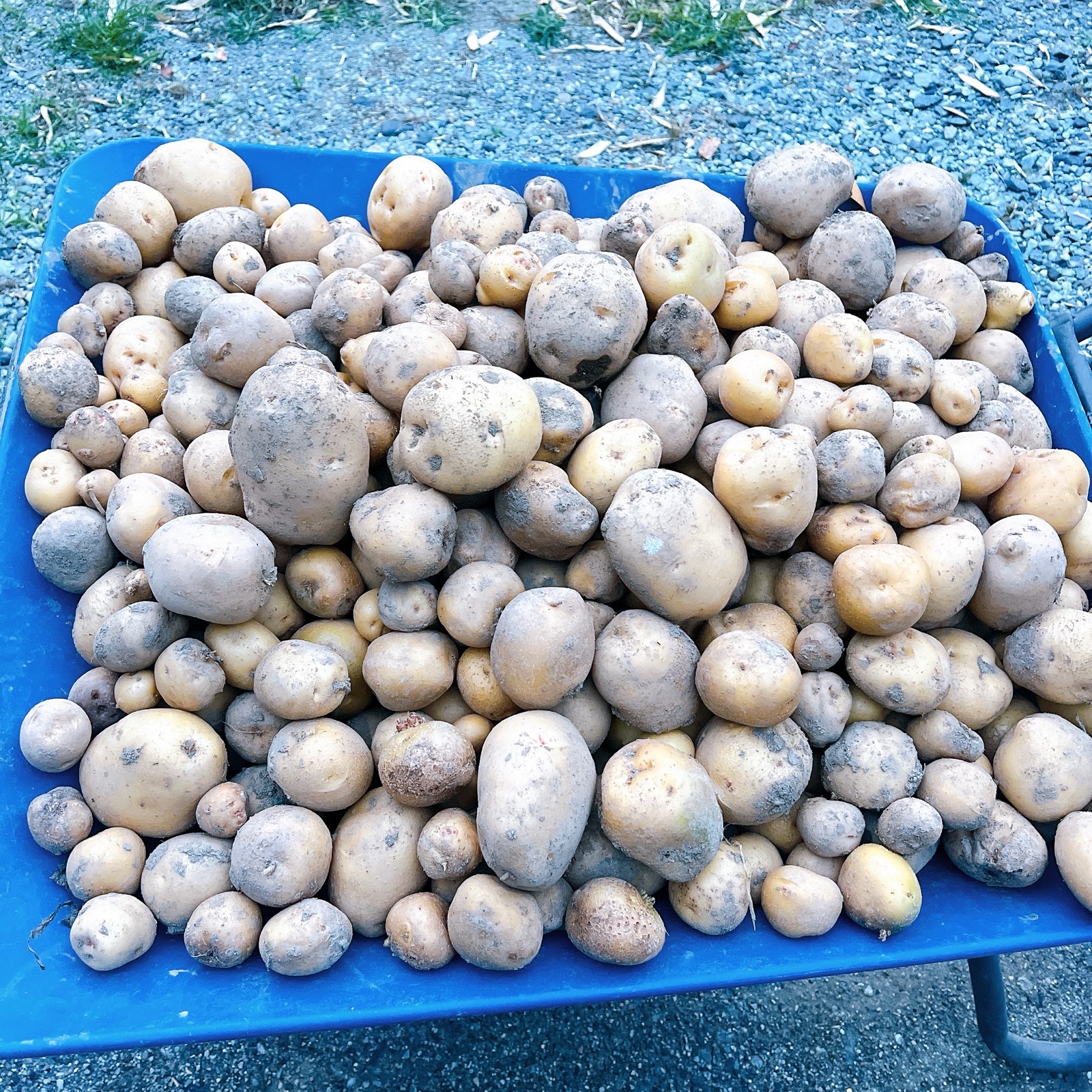 じゃがいも出品 じゃがいも3キロ ｜ 野菜/じゃがいも 産直アウル 農家・漁師など生産者