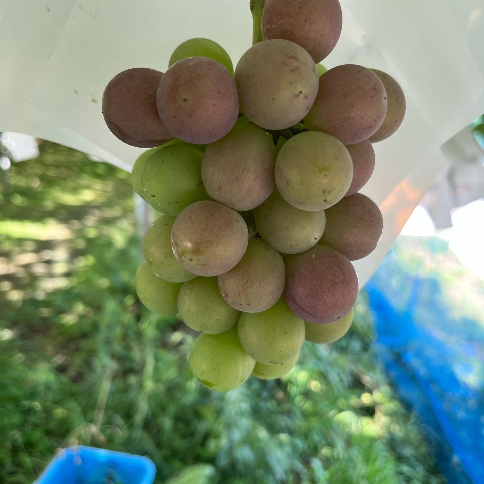 巨峰の粒を集めました ｜ 果物/ぶどう 産直アウル 農家・漁師など生産